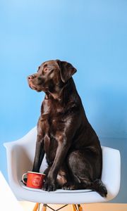 Preview wallpaper labrador, dog, mug, chair