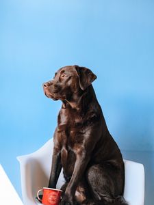 Preview wallpaper labrador, dog, mug, chair