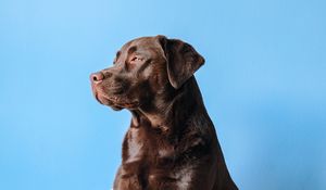 Preview wallpaper labrador, dog, mug, chair