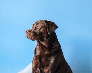 Preview wallpaper labrador, dog, mug, chair