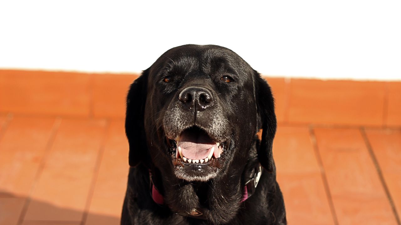 Wallpaper labrador, dog, muzzle, black