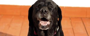 Preview wallpaper labrador, dog, muzzle, black