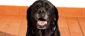 Preview wallpaper labrador, dog, muzzle, black
