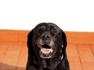 Preview wallpaper labrador, dog, muzzle, black