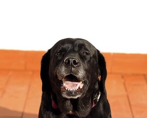 Preview wallpaper labrador, dog, muzzle, black