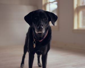 Preview wallpaper labrador, dog, muzzle, collar