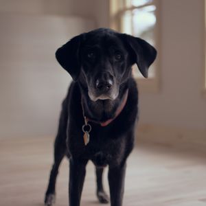 Preview wallpaper labrador, dog, muzzle, collar