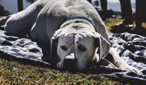 Preview wallpaper labrador, dog, muzzle, lies