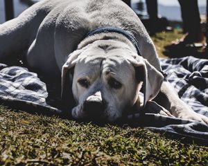 Preview wallpaper labrador, dog, muzzle, lies