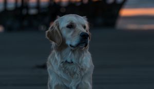 Preview wallpaper labrador, dog, muzzle, look, blur