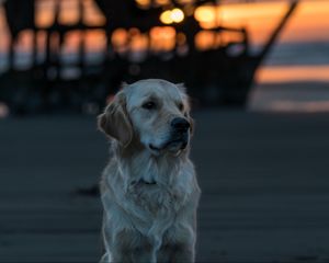 Preview wallpaper labrador, dog, muzzle, look, blur