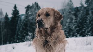 Preview wallpaper labrador, dog, muzzle, winter, snow
