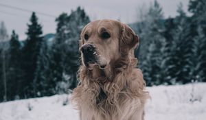 Preview wallpaper labrador, dog, muzzle, winter, snow