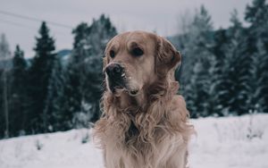 Preview wallpaper labrador, dog, muzzle, winter, snow