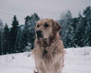 Preview wallpaper labrador, dog, muzzle, winter, snow