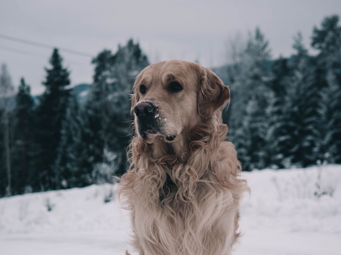 Download wallpaper 1152x864 labrador, dog, muzzle, winter, snow