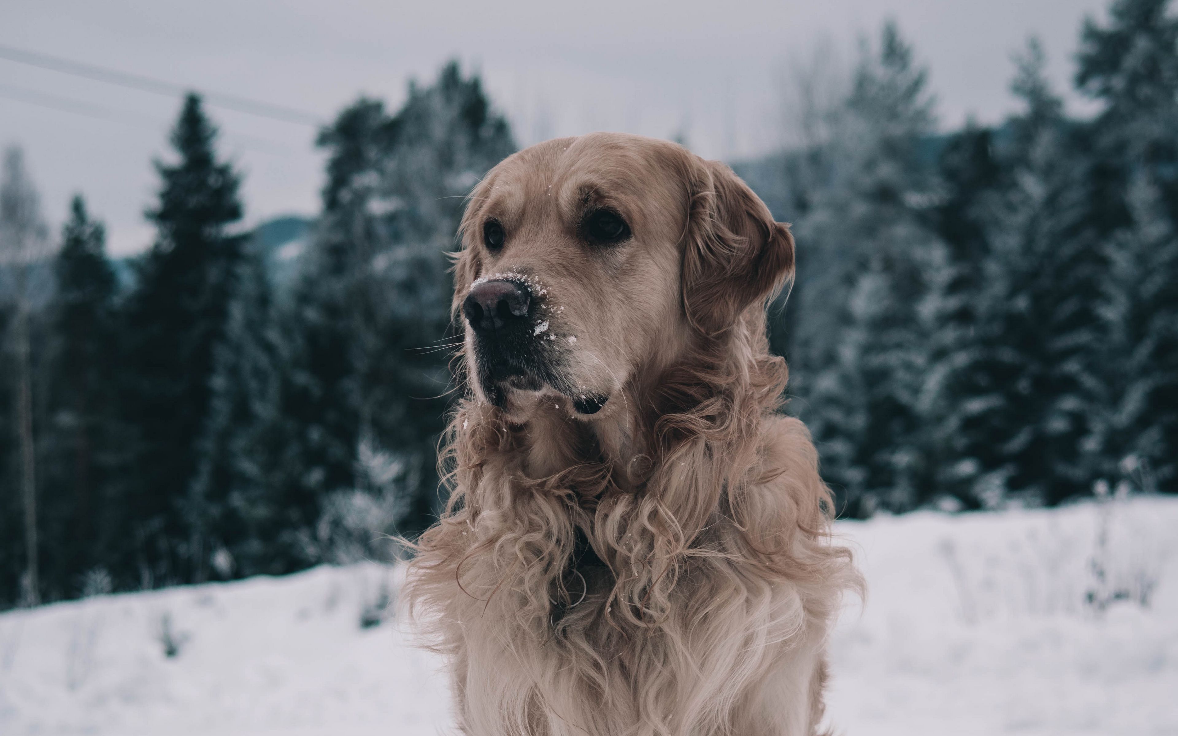 Download wallpaper 3840x2400 labrador, dog, muzzle, winter, snow 4k
