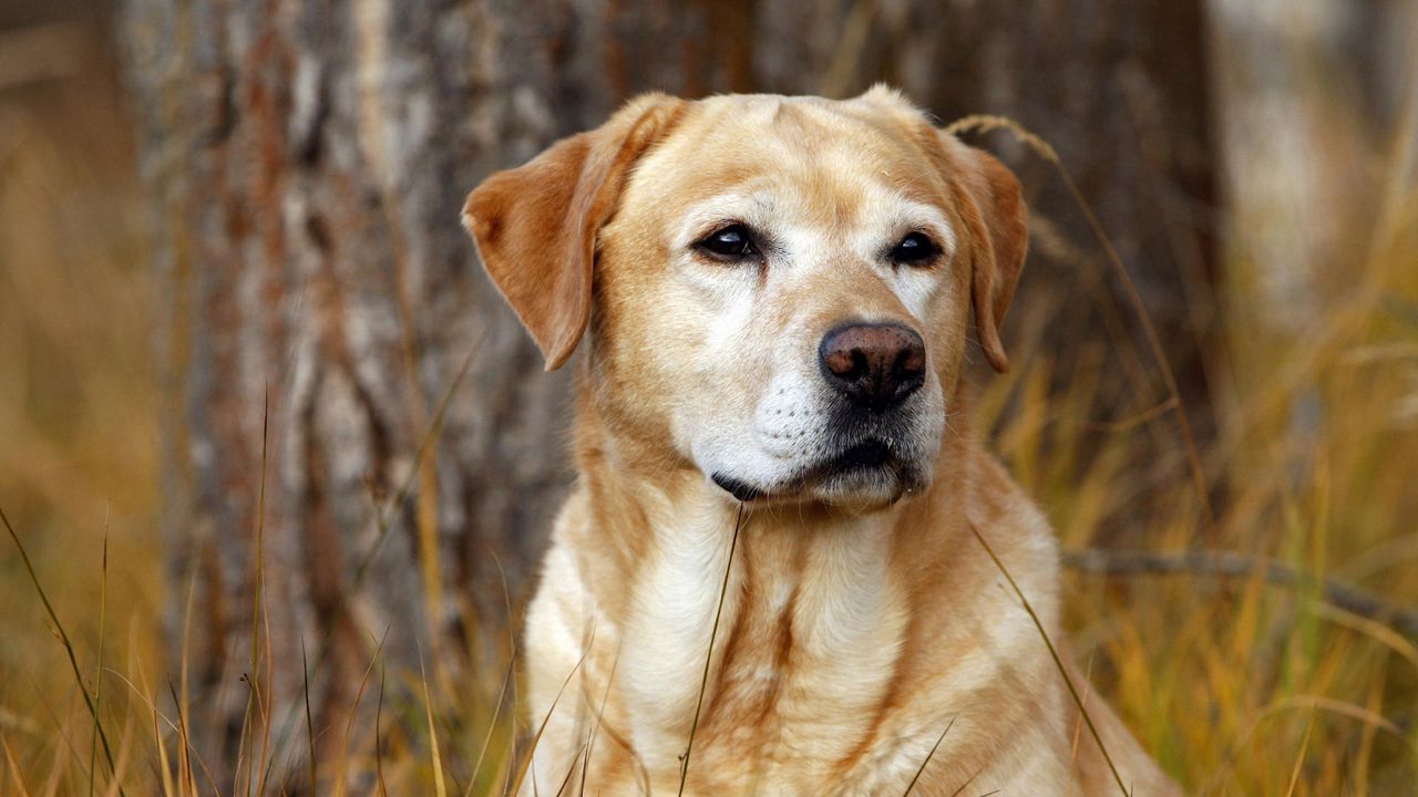 Wallpaper labrador, dog, nose, grass