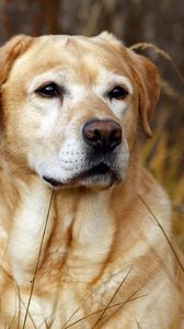 Preview wallpaper labrador, dog, nose, grass