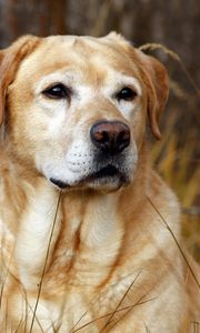 Preview wallpaper labrador, dog, nose, grass