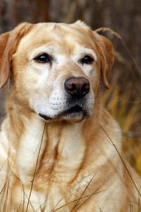 Preview wallpaper labrador, dog, nose, grass