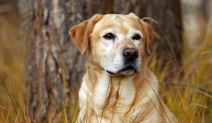 Preview wallpaper labrador, dog, nose, grass