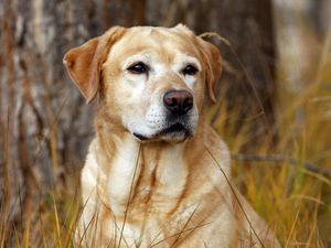 Preview wallpaper labrador, dog, nose, grass