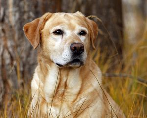 Preview wallpaper labrador, dog, nose, grass