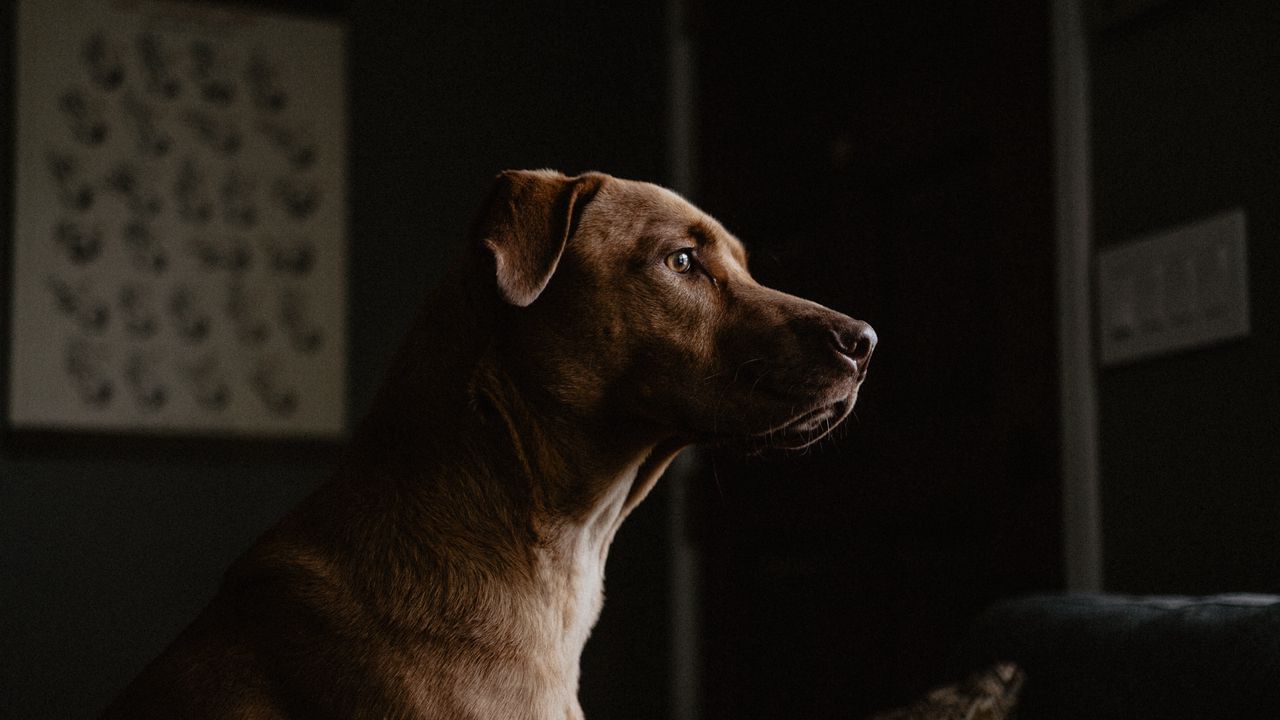Wallpaper labrador, dog, profile, pet
