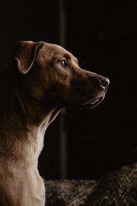 Preview wallpaper labrador, dog, profile, pet