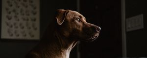 Preview wallpaper labrador, dog, profile, pet