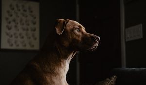 Preview wallpaper labrador, dog, profile, pet