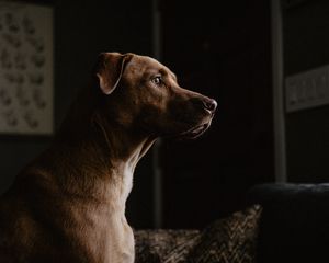 Preview wallpaper labrador, dog, profile, pet