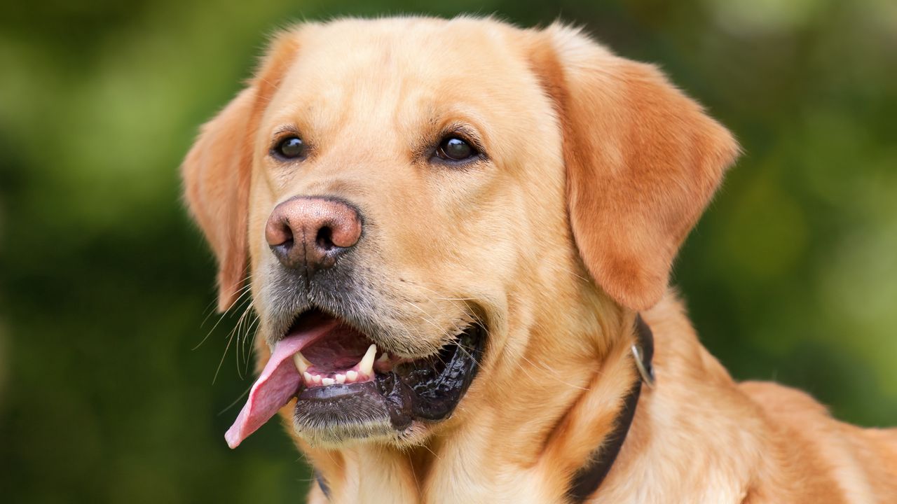 Wallpaper labrador, dog, protruding tongue, muzzle
