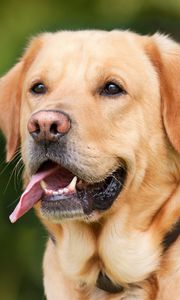 Preview wallpaper labrador, dog, protruding tongue, muzzle
