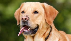 Preview wallpaper labrador, dog, protruding tongue, muzzle