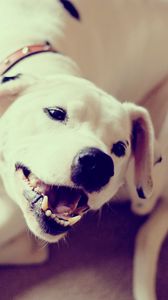 Preview wallpaper labrador, dog, puppy, playful, dog collar