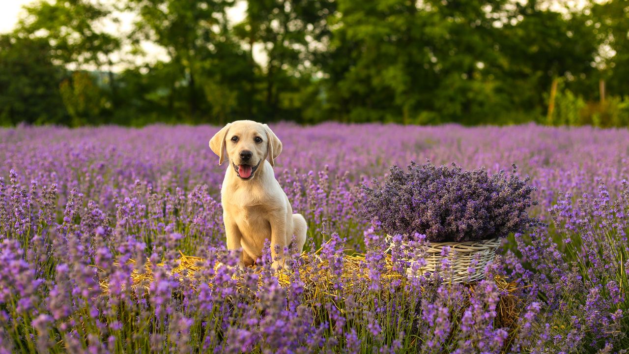 Wallpaper labrador, dog, puppy, protruding tongue, lavender