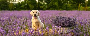 Preview wallpaper labrador, dog, puppy, protruding tongue, lavender