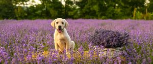 Preview wallpaper labrador, dog, puppy, protruding tongue, lavender