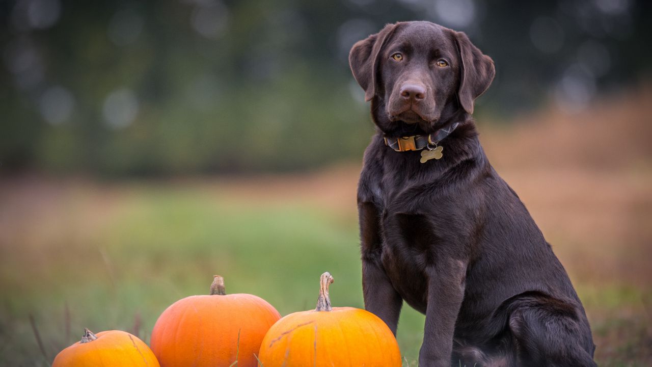 Wallpaper labrador, dog, sitting, pumpkin