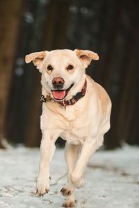 Preview wallpaper labrador, dog, snow, run