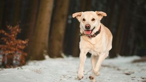 Preview wallpaper labrador, dog, snow, run