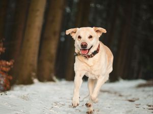 Preview wallpaper labrador, dog, snow, run