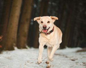 Preview wallpaper labrador, dog, snow, run