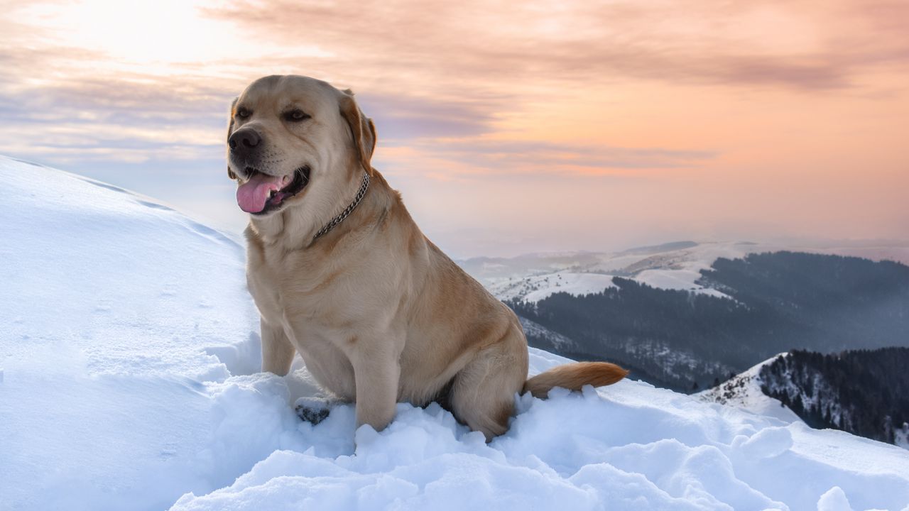 Wallpaper labrador, dog, snow, mountains