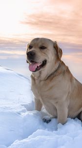 Preview wallpaper labrador, dog, snow, mountains
