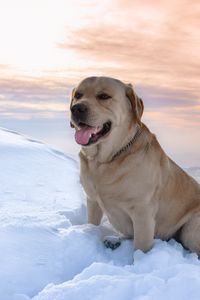 Preview wallpaper labrador, dog, snow, mountains