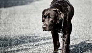Preview wallpaper labrador, dog, walk, black