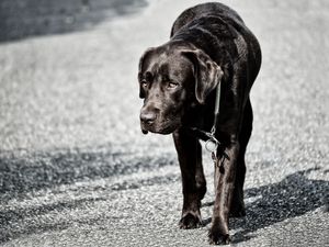 Preview wallpaper labrador, dog, walk, black